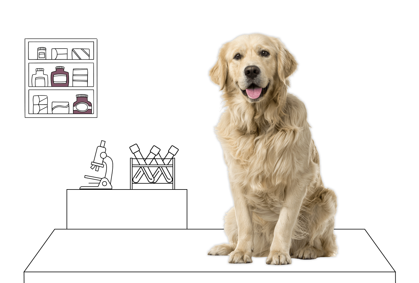 veterinary insurance illustration of golden retriever on vet table